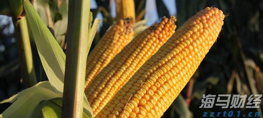 茂名市茂南区农业农村局开展庆祝“八一”活动